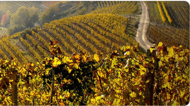 Piedmont Wine & Vineyard Tour at Bellati
