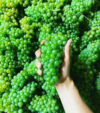 Wein & Sektmanufaktur Harkamp