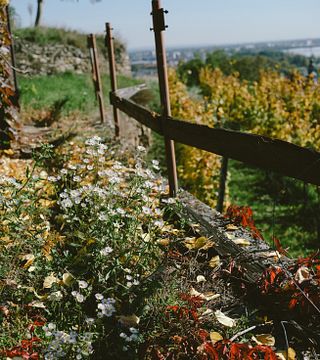 Weingut Edlinger