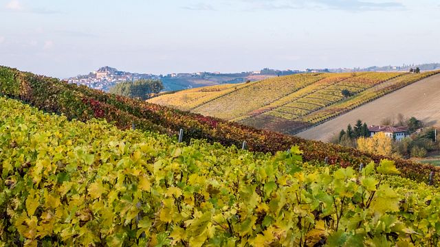 Journey Through Piedmont Wines at Alessandro Mo