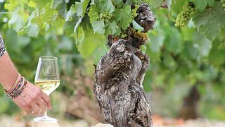Scoperta Degustazione di vini nella sala degustazione della Cantina "Celine et Frédéric Gueguen"