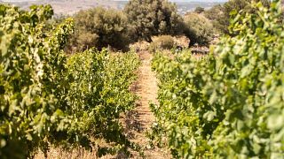 Degustação de vinhos exclusivos na vinícola Dourakis