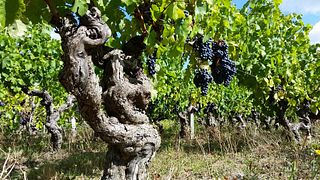Domaine de la Belle Étoile