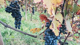 Piedmont Wine & Vineyard Adventure at Scagliola