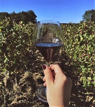 Visita y cata de vinos ecológicos en el Château Vieux Mougnac