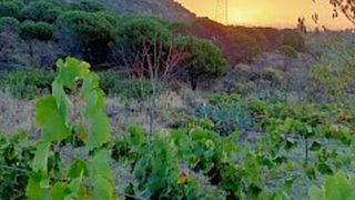 Déjeuner et dîner chez Monti Rossi Etna Wines