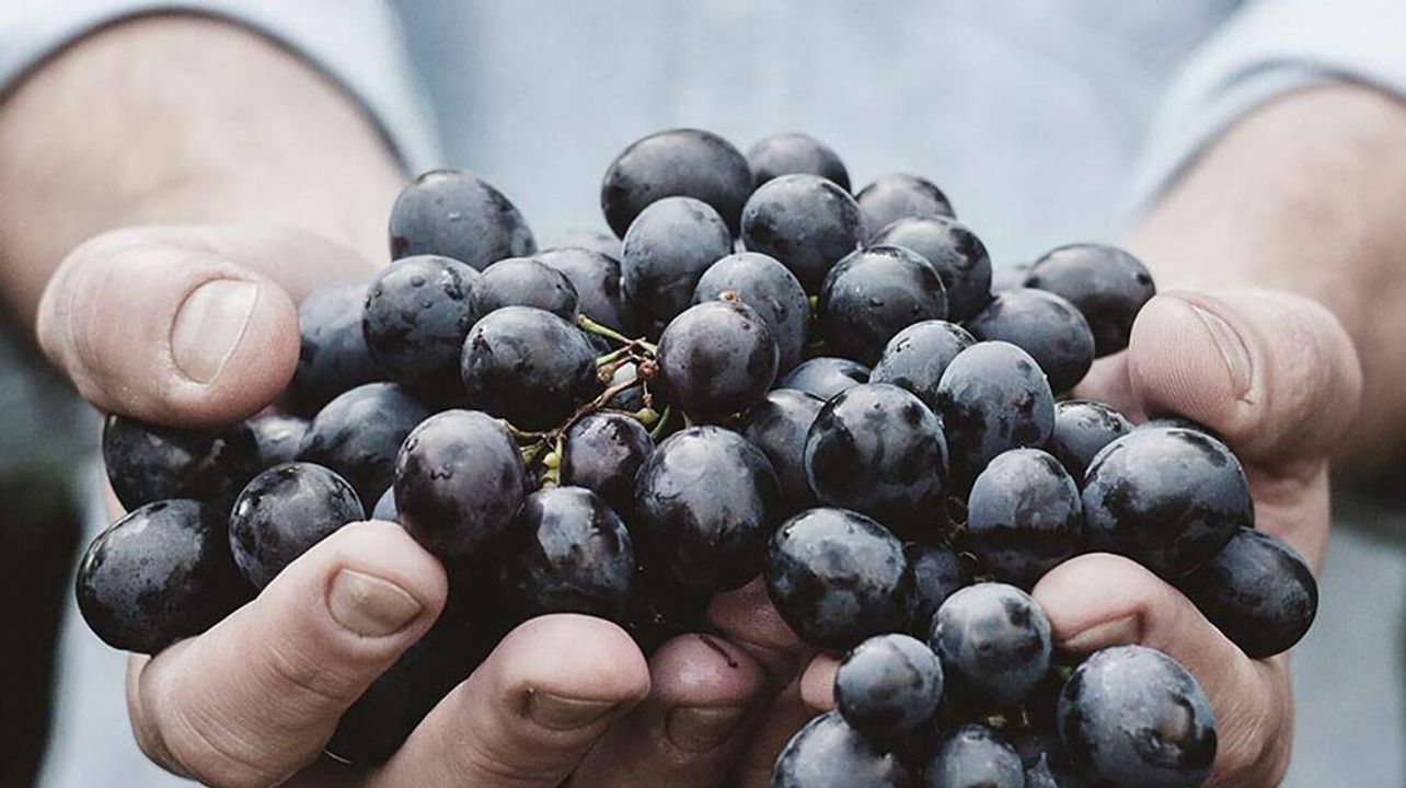 Degustazione di vini e tour a Le Due Torri