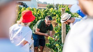 Cabrita Wines Tour: Vistas deslumbrantes, degustação de 3 vinhos clássicos