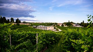 Zwischen Weinbergen, Weingut und Tradition: Weinprobe im Herzen des Prosecco