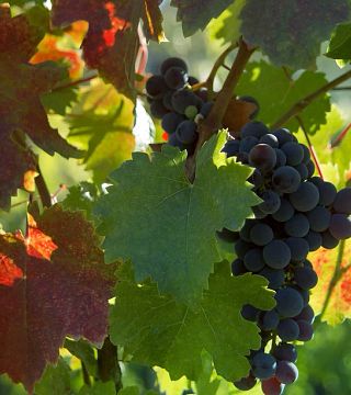 Winery and Viticulture Gerokostopoulos