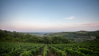 Degustação de vinhos e tour na Tenuta Moriano