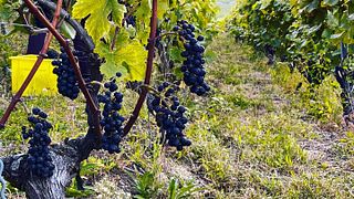 Dégustation de 4 vins rouges aux Terres de Lavaux