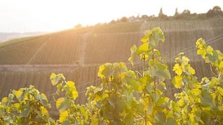 Degustazione di vini nella cantina Bardorf