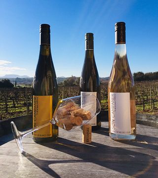 Dégustation de vins et visite de la Bodega Son Campaner