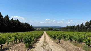 Weinprobe und Weinkellertour im Domaine des Pentelines