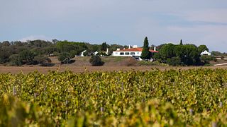 Monte do Pintor Winery