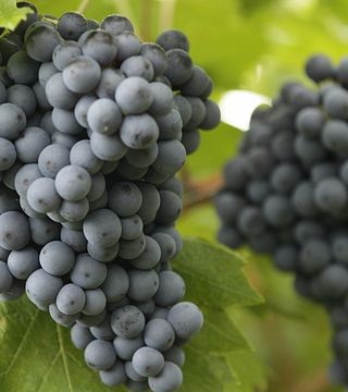 Brigaldara Winery