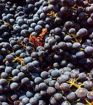 Tour in E-bike & wine e degustazione di vini