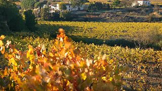 Esplora l'agricoltura ecologica in Catalogna: visita guidata e degustazione di vini