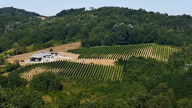 Cata de vinos en Agricola Bellaria