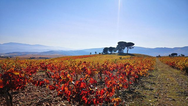 Vinprovning och rundtur på Bodegas y Viñedos Merayos