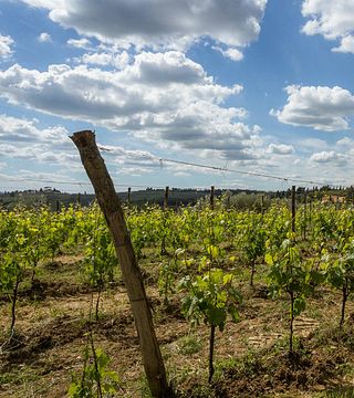 Wine Tasting and Tour at Ottomani Vineyards