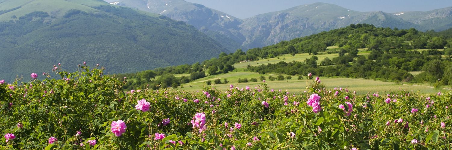 Valley of Roses