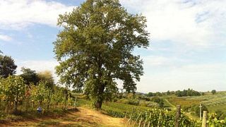 Visite des vignobles et des vins biologiques toscans à Il Quercione par Manvi + dégustation de 3 vins  