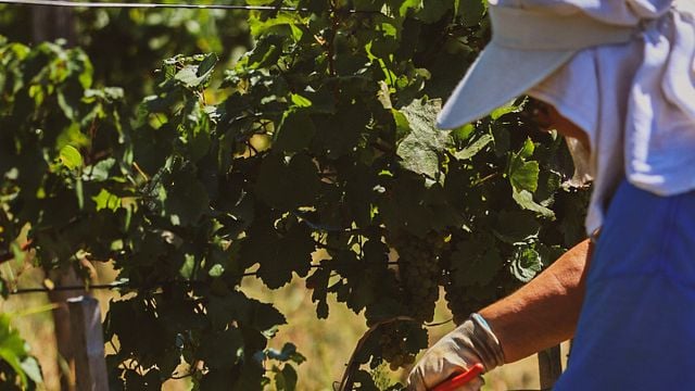 Belo Brdo Winery