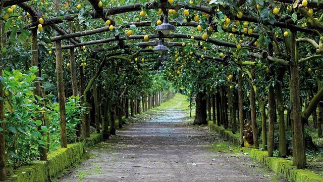 Visite et dégustation de limoncello à l'Azienda Agricola Il Convento