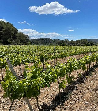Degustação de vinhos e tour na vinícola Ferré I Catasús