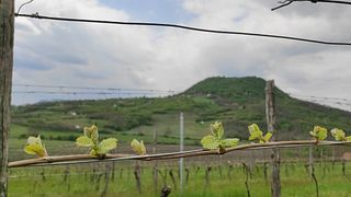 Trio Winery