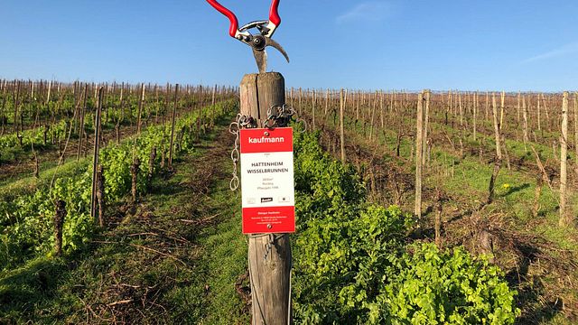 Cata de vinos en Weingut Kaufmann