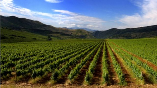 Visita privada a la región vinícola de Tikvesh con cata de vinos