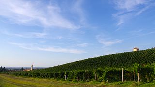 Wine Appreciation Tour