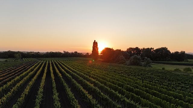 Kleine Weinprobe