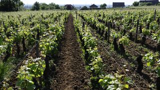 Domaine Isabelle Lippe