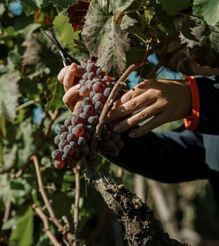 Tenute dei Ciclopi signature experience: Etna Wine Tasting
