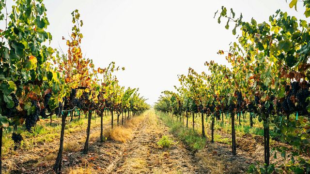 Martulli Viaggi, a guide in Puglia