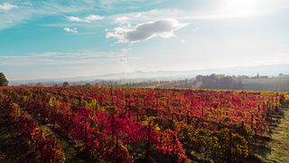 Vinprovning och promenad genom de fascinerande vingårdarna i La Piana Winery - 4 viner