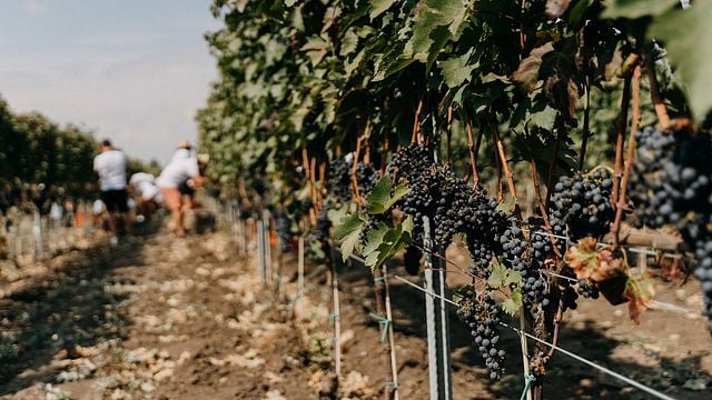 Et Cetera Winery