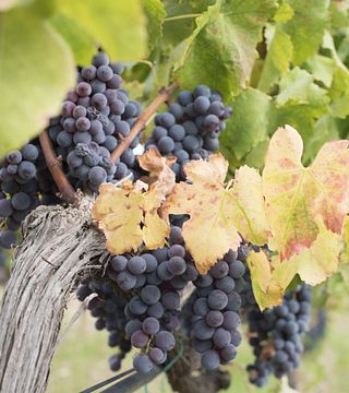 Ein Spaziergang im Weinberg mit Blick auf die Äolischen Inseln | Weintour bei Vigna nica