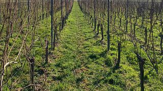Weingut Franz-Josef Eifel