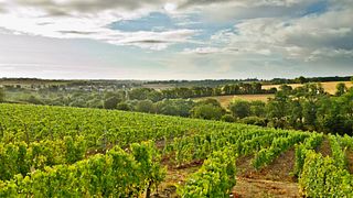 Wine Tasting and Tour at Vignoble Réthoré Davy