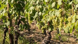 Weinprobe und Führung im Weingut Meier Schmidt
