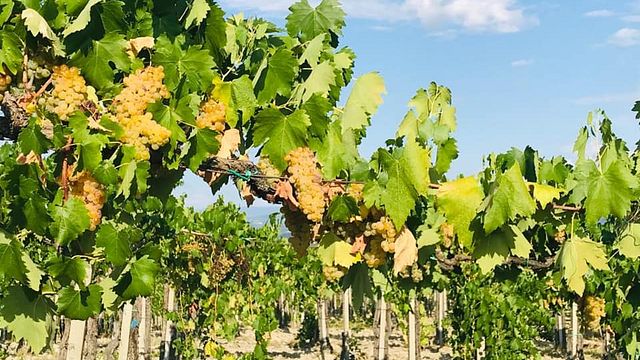 Cesani Winery