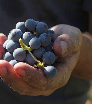 Tillsammans vinprovning och rundtur på Mulini di Segalari società agricola snc