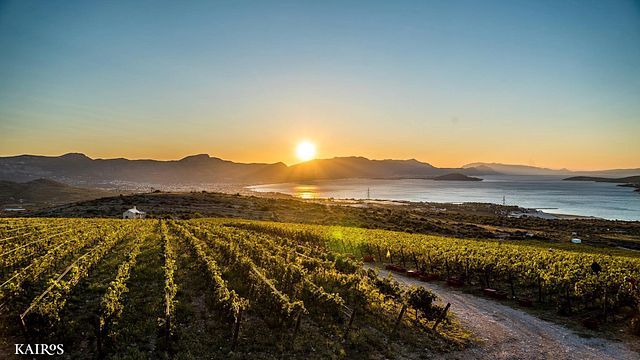 Degustação de vinhos e tour no Kairos Vina