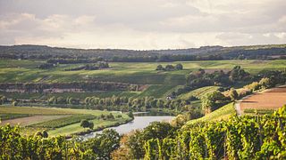 Grande dégustation de vins avec visite guidée de la cave