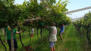 Weinprobe und Führung in der Cantine Lenotti